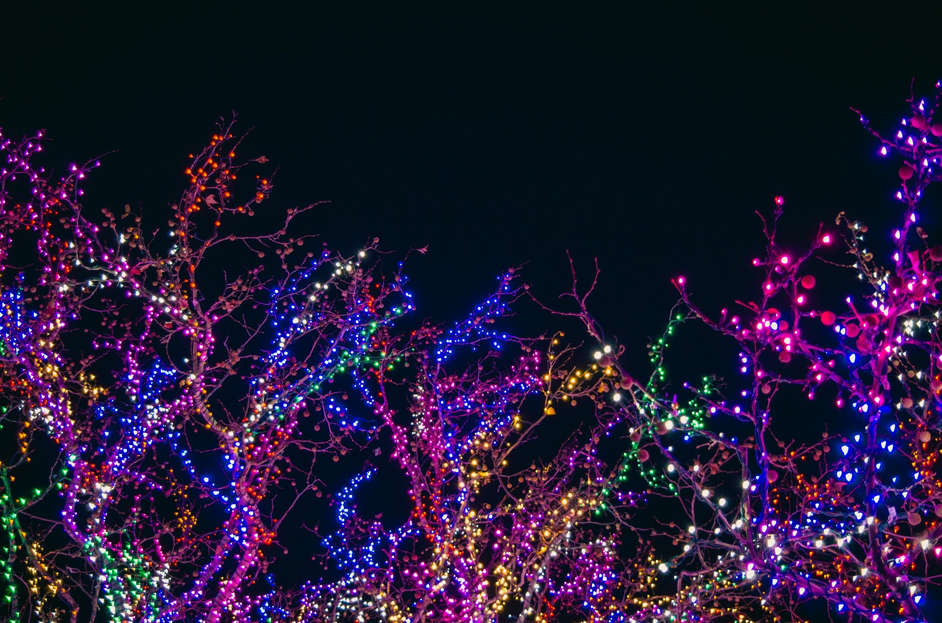 Image of holiday lighting in trees